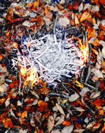 s2_1000x677_plan in the forest from center.jpg